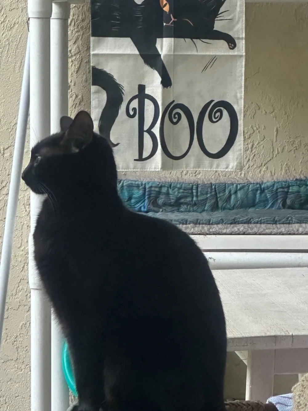 Zoey’s birthday April 17th she is two yrs old